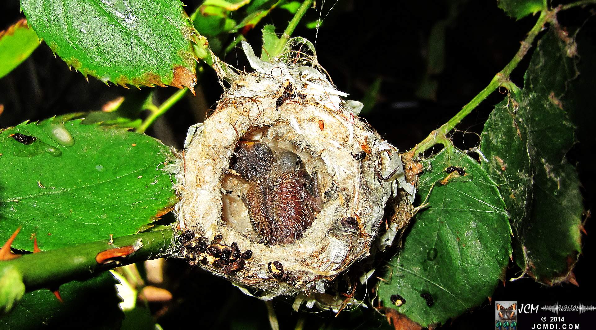 Allens Hummingbird nest and chick 3-16-2014